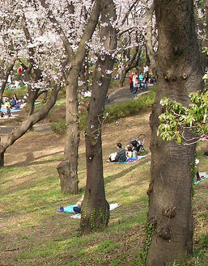 桜と地面
