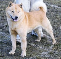 北海道犬
